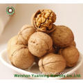 Kernut Kernel Kernut Kernut Kernut Halves Halves (lah)